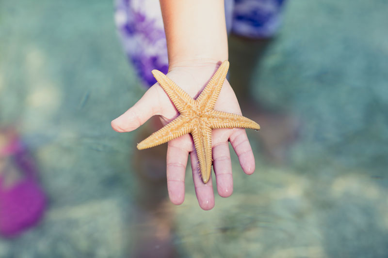 The Starfish